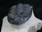 Bargain Hollardops Trilobite - #5376-5